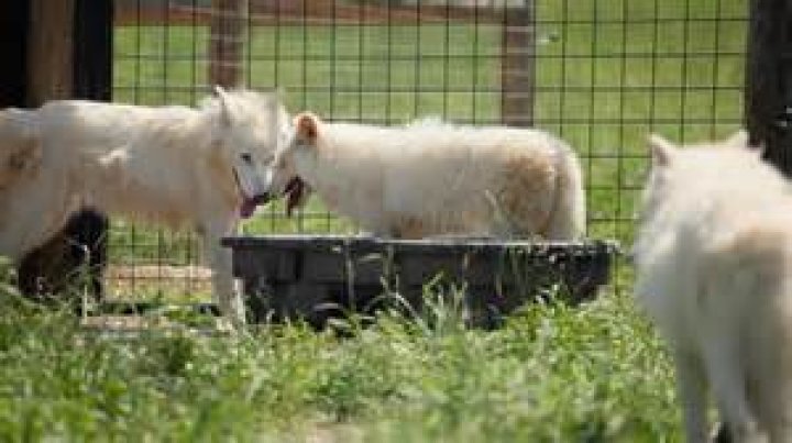 Can you have pups in WolfQuest mobile?