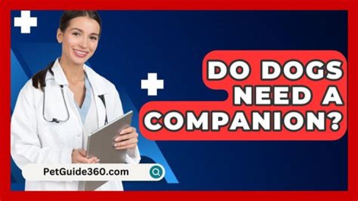 Do dogs need a companion?