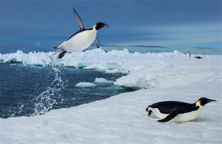 Do penguins need to live in the cold?