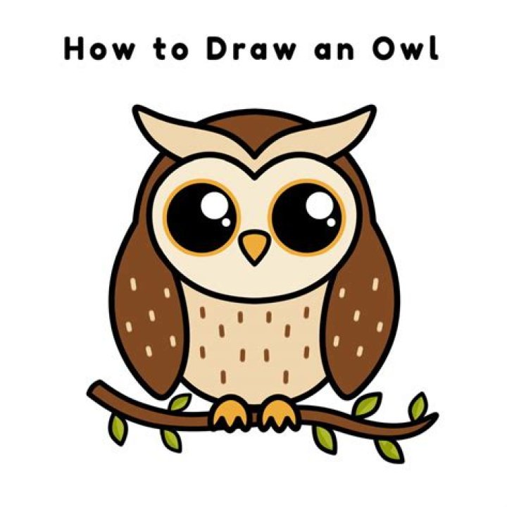 How do you draw a beginner owl?