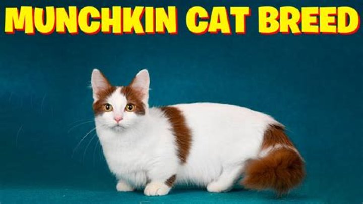 What is backstabbing in Munchkin?