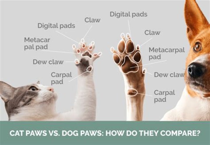 When does claws and paws open for the season?